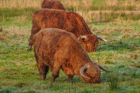 Two brown cattle lower their horns while eating grass on a frosty pasture, Velen, münsterland,