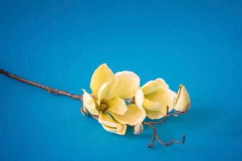 An image of some yellow magnolia flowers on turquoise background