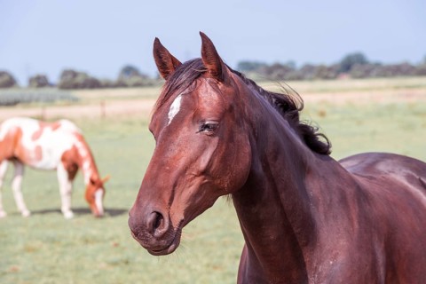 Horse portrait