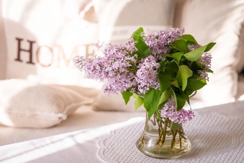 Syringa