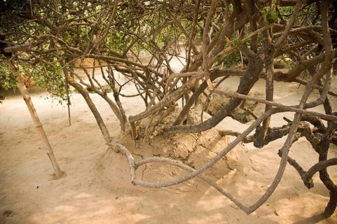Tree in nidhivan, vrindavan, uttar pradesh, india, asia