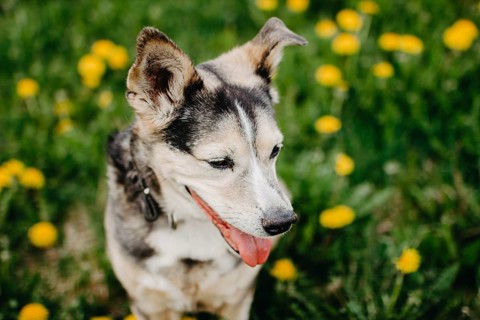 A happy dog with perked ears among blooming dandelions in a sunlit grassy field