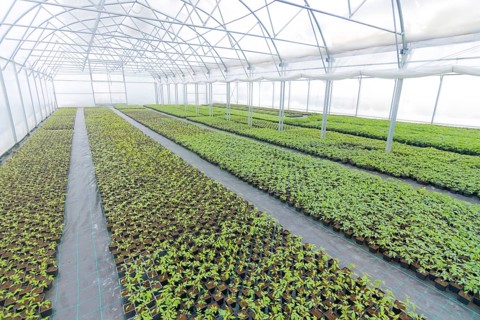 Greenhouse plant nursery. Spring Seedlings, Young plants growing