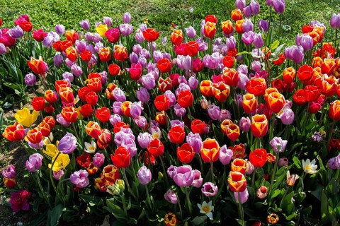 Blooming tulips flowers in as floral plant background