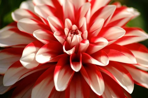Close-up of a white and red patterned dahlia with many small petals