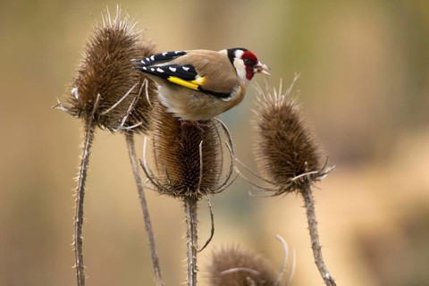 Goldfinch, Goldfinch (Carduelis carduelis), Goldfinch on a thistle