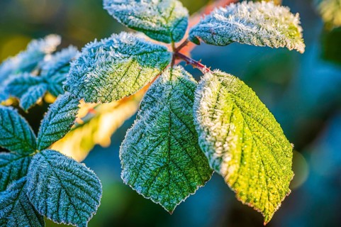 Frost streak on leaves of blackberry (Rubus fruticosus), illuminated by the low sun, which
