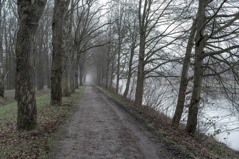 A misty path and riverbank lined with bare trees, under a calm, overcast sky