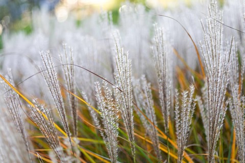 Ornamental grass in autumn, Pennisetum, Brunn am Wald, Lower Austria, Austria, Europe