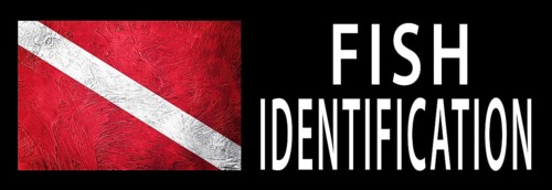 Fish Identification, Diver Down Flag, Scuba flag, Scuba Diving