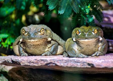 Two frogs sitting next to each other on a rock, surrounded by green leaves in daylight, bullfrog