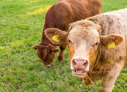 Animal portrait with a young german bull caught with the mouth open, chewing hay