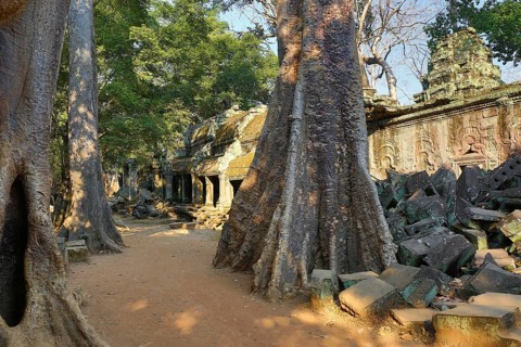 Giant trees and the ruin of Ta Prohm temple in Angkor Wat (Siem Reap, Cambodia)