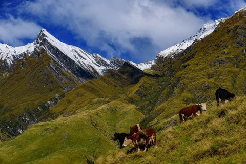 Cattle grazing on grass field in Mount Aspiring National Park, South Island, New Zealand, Oceania
