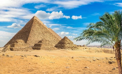 Palm tree near egyptian pyramids in desert of Giza, Cairo