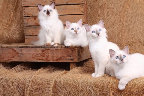 SACRED CAT OF BIRMA, BIRMAN CAT, BIRMAN CAT, LITTER, LOOKS INTERESTED