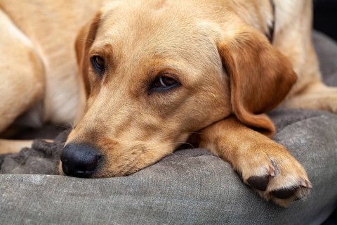 Blonde Labrador retriever dog portrait.