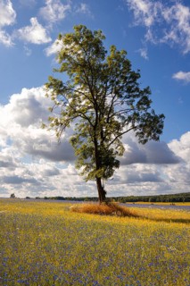 Flowering meadows Selketal Harz near Stiege