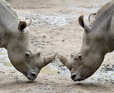 Two rhinos in threat posture opposite one another