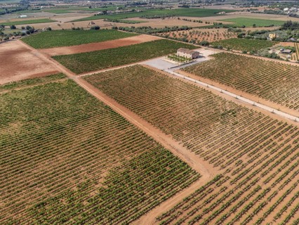 Son Llompart vineyards by Macia Batle, Santa Eugenia, Majorca, Balearic Islands, Spain, Europe
