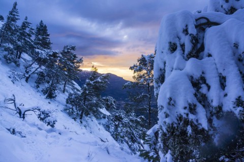 Pinos nevados, Portell de Sa Costa, Soller, Mallorca, balearic islands, spain