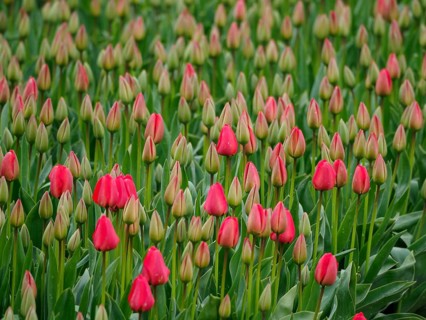 Bed with closed red tulip buds amidst green leaves, urk, netherlands