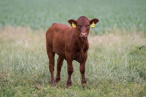 Red cattle calf on the pasture