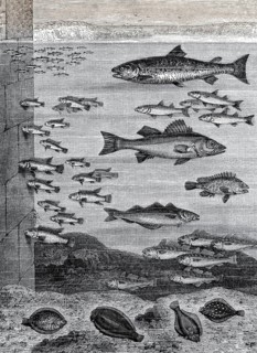 Fische in der Nähe der Kaikante