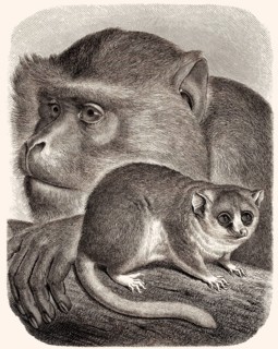 Berberaffen (Macaca sylvanus), Mausmakis (Microcebus)
