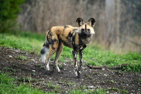 The African hunting dog (Lycaon pictus), photographed in Christchurch, New Zealand, Oceania