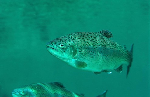Rainbow trout, Oncorhynchus mykiss, Germany, Bavaria, Europe