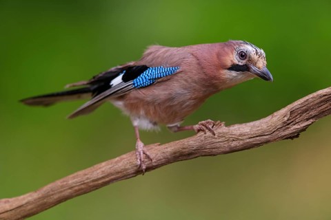 Jay, European Jay, Jay, eurasian jay (Garrulus glandarius), Geai des chênes, Arrendajo Común,