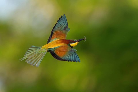 Bee-eater, (Merops apiaster), flight photo, Tiszaalp-r, Kiskuns-gi National Park, B-cs-Kiskun,