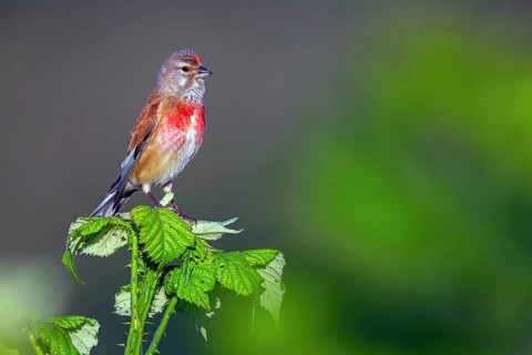 Linnet, Common Linnet, Eurasian Linnet, (Carduelis cannabin), (Acanthis cannabina), Linotte