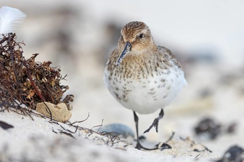 Animal, Animals, Bird, Birds, dunlin (Calidris alpina), Snipe bird, Heligoland, Schleswig-Holstein,