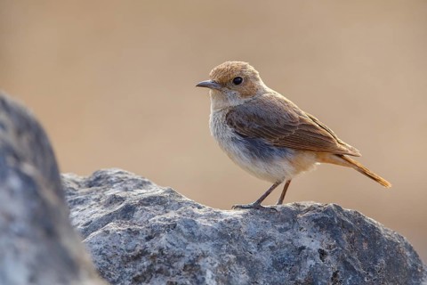 Arabian Wheatear, (Oenanthe lugentoide, Middle East, Oman, Jabal Samhan, Salalah, Dhofar, Oman,