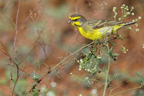 Mozambique Canary, Crithagra mozambica, Serinus mozambicus, Yellow-fronted Canary, Serin du