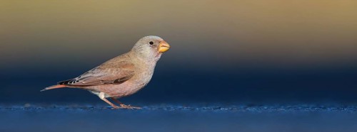 Trumpeter finch (Bucanetes githagineus), Fuerteventura, Canary Islands / Canary Islands, Spain,