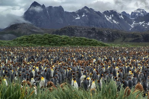 Antarctica, South Georgia, Salisbury Pain, a colony of king penguins (Aptenodytes patagonicus),
