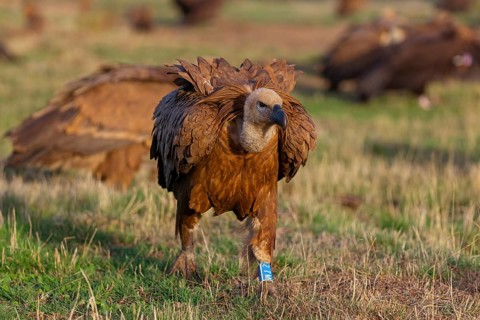 Griffon Vulture, Eurasian Griffon Vulture, Griffon Vulture, Eurasian Griffon, (Gyps fulvu), Vautour