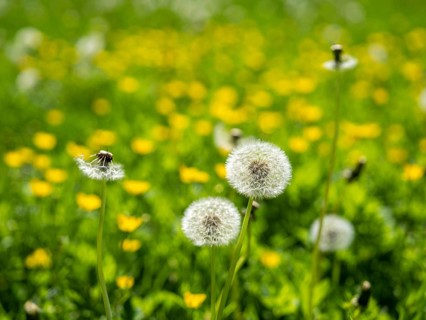 Dandelion (Taraxacum), dandelions, in a meadow, Offenbach am Main, Hesse, Germany, Europe