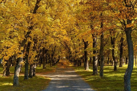 Idyllic view of a small country road leading into endless golden autumn forest