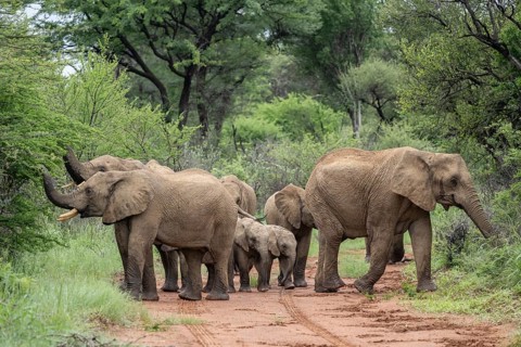 Elephants (Loxodonta africana) Herd with young, Qwabi Private Game Reserve, Biosphere Reserve,