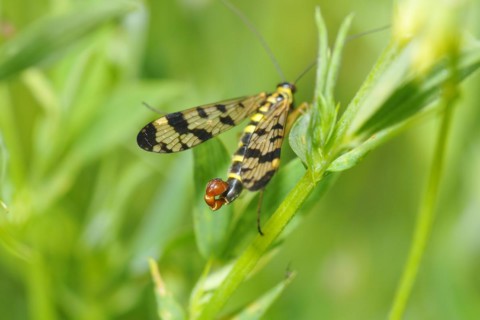 Common scorpionfly (Panorpa communis), common scorpionfly (Panorpa communis) Panorpa