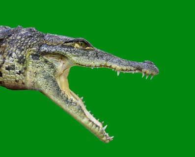 Crocodile young provile view from Mexico open mouth on green background