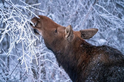 Moose in the Snow in Riding Mountain Provincial Park Canada