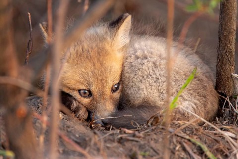 Fox Kits Near Den in Prairie Saskatchewan Canada