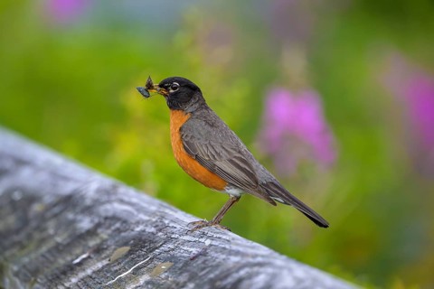 A migratory thrush (Turdus migratorius) sits on a branch and holds an insect in its beak, green