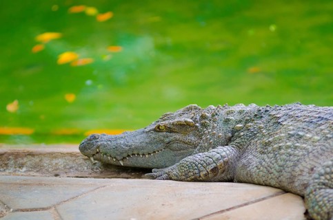 A crocodile lies beside a pond with water