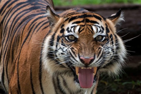 A tiger with weird looking face